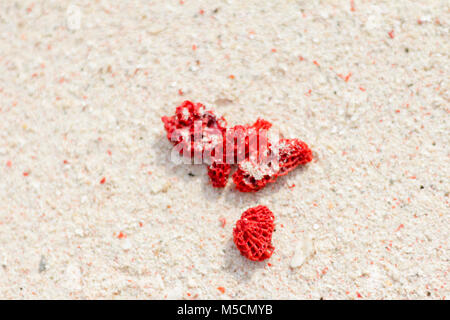 Le corail rouge qui font de la plage de Sta Cruz Island rose à Zamboanga City Banque D'Images