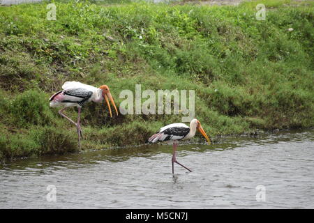 Cigogne peinte Valsura Inde Banque D'Images