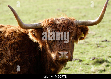 Dans la région de Highland cattle manteaux d'HIVER , Tidenham, Gloucestershire England uK Banque D'Images