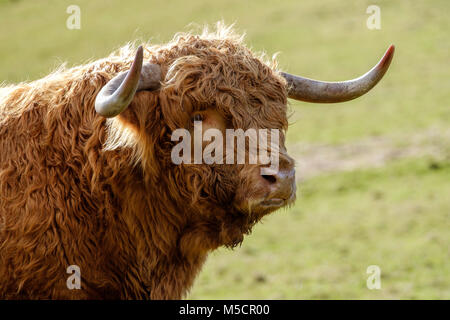 Dans la région de Highland cattle manteaux d'HIVER , Tidenham, Gloucestershire England uK Banque D'Images