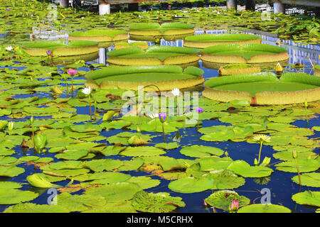 De beaux paysages de santa cruz Bassin aux nymphéas les fleurs et les feuilles dans l'étang en été Banque D'Images