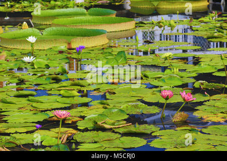 De beaux paysages de santa cruz Bassin aux nymphéas les fleurs et les feuilles dans l'étang en été Banque D'Images