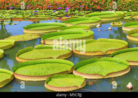 De beaux paysages de santa cruz Bassin aux nymphéas les fleurs et les feuilles dans l'étang en été Banque D'Images