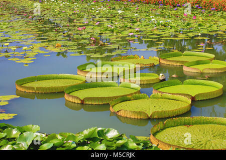 De beaux paysages de santa cruz,nénuphar sac en tissu fleurs et feuilles de lotus dans l'étang en été Banque D'Images