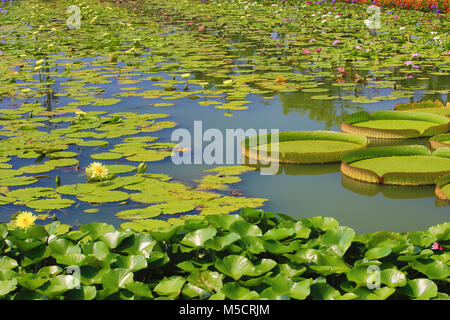 De beaux paysages de santa cruz,nénuphar sac en tissu fleurs et feuilles de lotus dans l'étang en été Banque D'Images