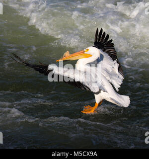 Le pélican blanc américain (Pelecanus erythrorhynchos) s'enorce de la rivière Saskatchewan à Saskatoon Banque D'Images