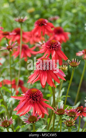 Echinacea 'excentrique' fleurs. Banque D'Images