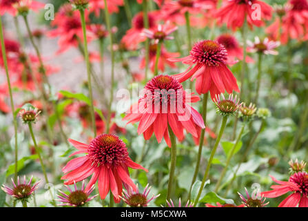 Echinacea 'excentrique' fleurs. Banque D'Images