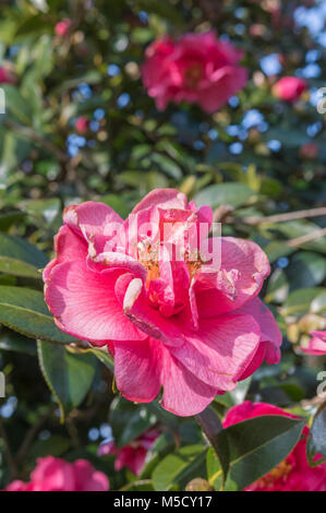 Camellia x williamsii arbuste hybride, la floraison en hiver dans le West Sussex, Angleterre, Royaume-Uni. Banque D'Images