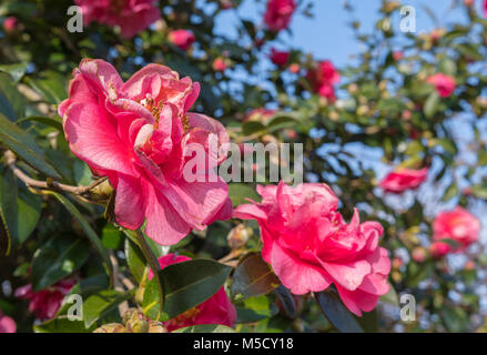 Camellia x williamsii arbuste hybride, la floraison en hiver dans le West Sussex, Angleterre, Royaume-Uni. Banque D'Images