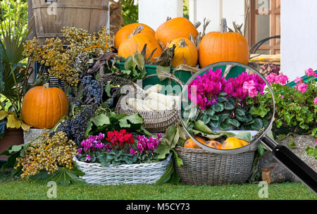 Arrangement de fleurs et de fruits dans un jardin sous la loupe mettant de belles fleurs violettes Banque D'Images