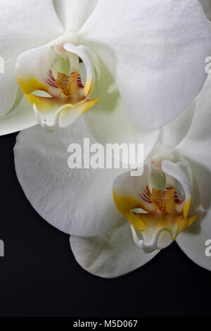 Close up macro shot of white Tiger Orchid tête avec deux fleurs sur fond noir Banque D'Images