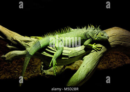 Sur un iguane trea Banque D'Images