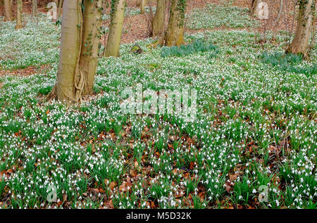 Perce-neige en décor boisé, hunworth, North Norfolk, Angleterre Banque D'Images