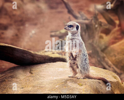 Close up d'un mignon meerkat restant sur le sommet de pierre brune et attentif à la recherche autour de ZOO Banque D'Images