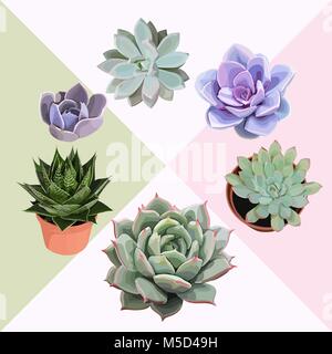 Fleur plante succulentes Vector clip art belle composition cactus joubarbes modifiable Ensemble de 6 illustrations Illustration de Vecteur