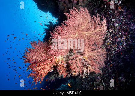 Cherry Blossom Coral (Siphonogorgia godeffroyi), rouge, coraux, Red Sea, Egypt Banque D'Images