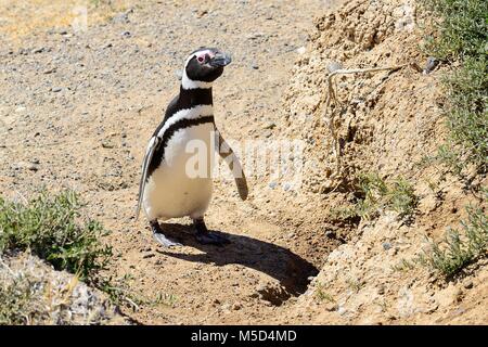 Manchot de Magellan (Spheniscus magellanicus) en face de la reproduction burrow, Caleta Valdes, Peninsula Valdes, Chubut, Argentine Banque D'Images