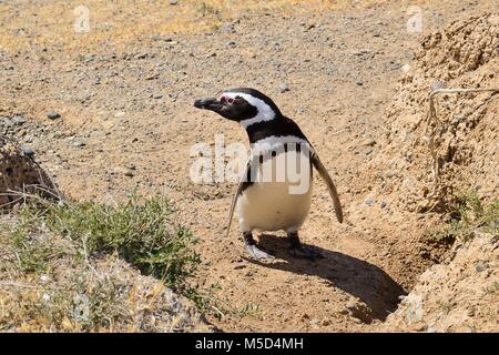 Manchot de Magellan (Spheniscus magellanicus) en face de la reproduction burrow, Caleta Valdes, Peninsula Valdes, Chubut, Argentine Banque D'Images