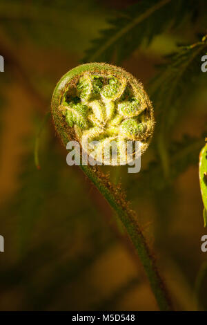 Fern Bud Banque D'Images