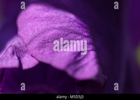 La couleur, floral, naturel, beau, beauté, nature, texture, macro, iris, détails, fleur, pétale, stries, printemps, violet Banque D'Images