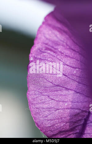 La couleur, floral, naturel, beau, beauté, nature, texture, macro, iris, détails, fleur, pétale, stries, printemps, violet Banque D'Images