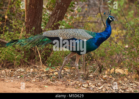 Pavo cristatus (paons indiens), adulte, homme, le Parc National de Bundala, Sri Lanka Banque D'Images