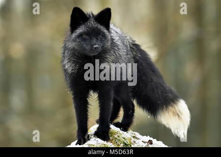 Silver Fox, foncé-noir, la variation de couleur du renard roux (Vulpes vulpes), se dresse sur une pierre, captive, République Tchèque Banque D'Images