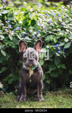 Bouledogue français (Canis lupus familiaris) assis en face de buissons, chiot, Suisse Banque D'Images