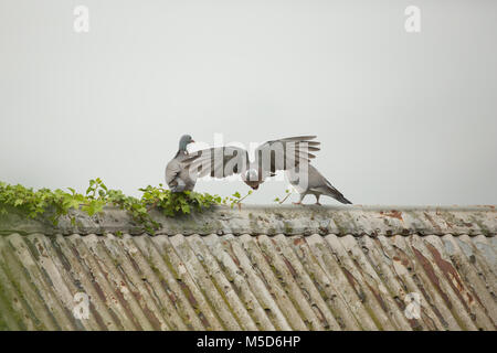 Un pigeon ramier, Columba palumbus, décollant d'un toit dans une basse-cour, Dorset England UK GO Banque D'Images