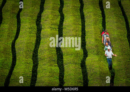 Chá Gorreana travailleurs à la plantation de thé, près de São Brás de Alportel, Sao Miguel, Açores, Portugal Banque D'Images