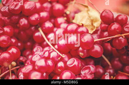 Arrière-plan de baies mûres de Chinese Schisandra chinensis citronnelle récoltés sur des vignes. Les fruits rouges. Close up. Focus sélectif. Banque D'Images