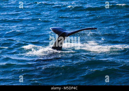 Baleine à bosse en soufflant de l'air obtenir prêt à plonger Banque D'Images