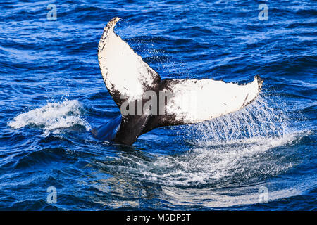 Baleine à bosse en soufflant de l'air obtenir prêt à plonger Banque D'Images