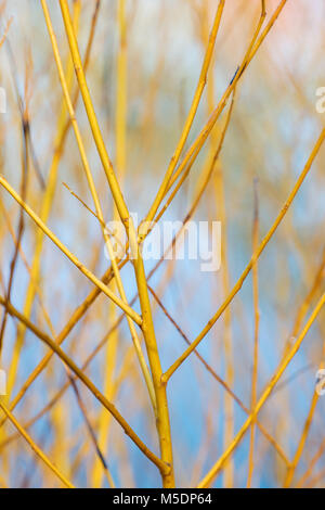 Salix alba 'Golden ness'. 'Golden saule blanc Ness' tiges en hiver. L'Angleterre Banque D'Images