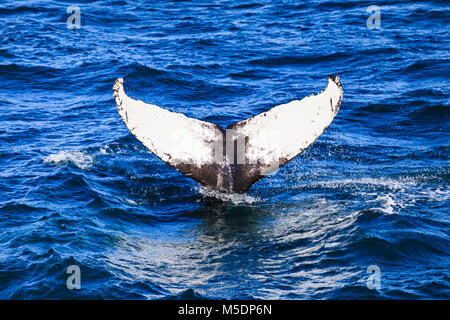 Baleine à bosse en soufflant de l'air obtenir prêt à plonger Banque D'Images