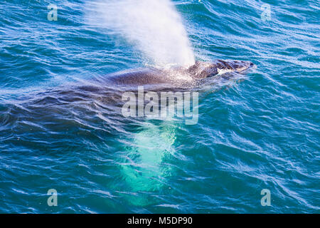 Baleine à bosse en soufflant de l'air obtenir prêt à plonger Banque D'Images