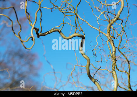 Salix vanstones 'Gold'. Tire-bouchon / Onagre tiges de saule en hiver. L'Angleterre Banque D'Images