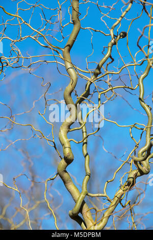 Salix vanstones 'Gold'. Tire-bouchon / Onagre tiges de saule en hiver. L'Angleterre Banque D'Images