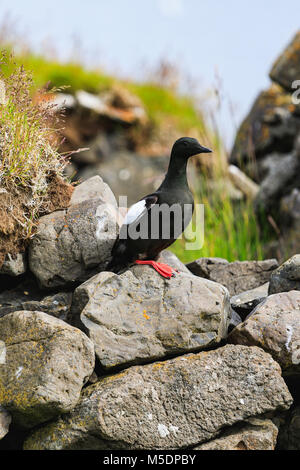 Portrait d'un guillemot sur des rochers en Islande en été Banque D'Images