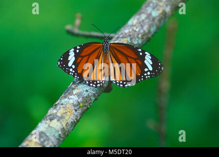 Danaus genutia commun, Tigre, Nymphalidae, papillon, insecte, Sri Lanka Banque D'Images