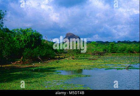Lac, montagne, forêt tropicale, Indian Lotus, Nelumba nucifera, Nelumbonaceae, fleur, plante, nuages, parc national de Yala, au Sri Lanka Banque D'Images