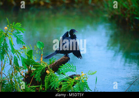 Little Cormorant, Phalacrocorax niger, Phalacrocoracidae, cormoran, oiseau, animal, Sri Lanka Banque D'Images