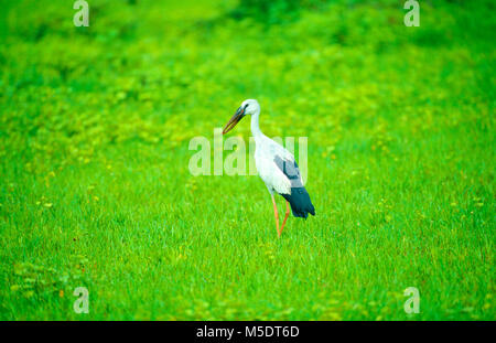 Asian Openbill Anastomus, oscitante, Ciconiidae, oiseau, animal, parc national de Yala, au Sri Lanka Banque D'Images