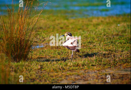 Grand, large-Burhinidae Esacus recurvirostris, épais, le genou, oiseau, animal, Sri Lanka Banque D'Images