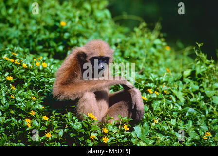 Mains blanches, Gibbon, Hylobates lar, Hylobatidae, juvénile, Gibbon, ape, mammifère, animal, Zoo, Singapour Banque D'Images