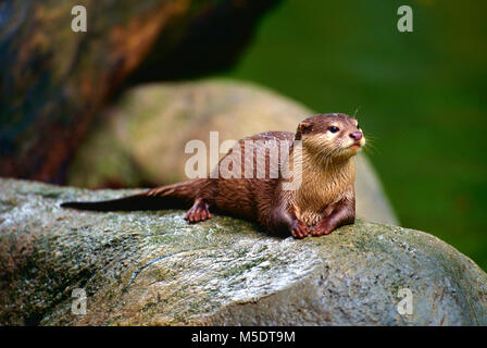 Asian, Aonyx cinerea, mustélidés, animal, mammifère, Zoo, Singapour Banque D'Images