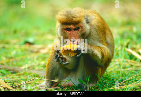 Toque Macaque, Macaca sinica, Ape, Passereau, animal, mammifère, parc national de Yala, au Sri Lanka Banque D'Images