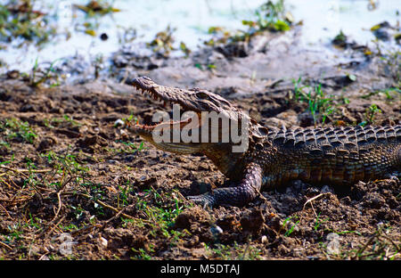 Marsh Crocodile, Crocodylus palustris, Crocodylidae, crocodile, reptile, animal, parc national de Yala, au Sri Lanka Banque D'Images