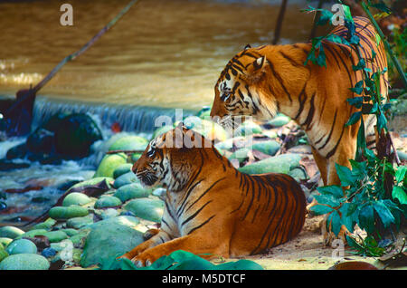 Tigre de Sumatra, Panthera tigris sondaica, félidés, Tigre, prédateur, animal, mammifère, captive, Zoo, Singapour Banque D'Images